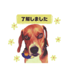 ビーグル犬family（個別スタンプ：3）