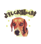 ビーグル犬family（個別スタンプ：4）