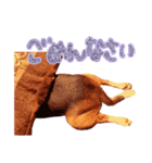 ビーグル犬family（個別スタンプ：6）