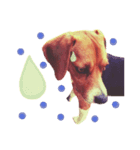 ビーグル犬family（個別スタンプ：7）