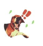 ビーグル犬family（個別スタンプ：8）
