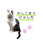 保護猫ハチミツ2 byオハナビーズ（個別スタンプ：1）