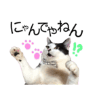 保護猫ハチミツ2 byオハナビーズ（個別スタンプ：3）