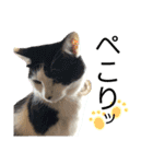 保護猫ハチミツ2 byオハナビーズ（個別スタンプ：4）