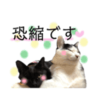 保護猫ハチミツ2 byオハナビーズ（個別スタンプ：5）