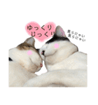 保護猫ハチミツ2 byオハナビーズ（個別スタンプ：7）