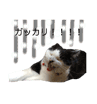 保護猫ハチミツ2 byオハナビーズ（個別スタンプ：8）