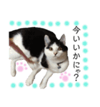 保護猫ハチミツ2 byオハナビーズ（個別スタンプ：9）