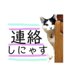保護猫ハチミツ2 byオハナビーズ（個別スタンプ：10）