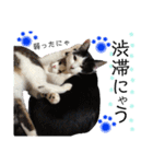 保護猫ハチミツ2 byオハナビーズ（個別スタンプ：11）