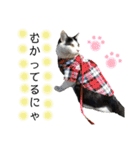 保護猫ハチミツ2 byオハナビーズ（個別スタンプ：12）