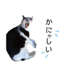 保護猫ハチミツ2 byオハナビーズ（個別スタンプ：14）