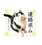 保護猫ハチミツ2 byオハナビーズ（個別スタンプ：15）