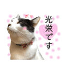 保護猫ハチミツ2 byオハナビーズ（個別スタンプ：16）