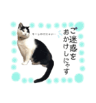 保護猫ハチミツ2 byオハナビーズ（個別スタンプ：17）