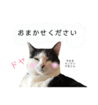 保護猫ハチミツ2 byオハナビーズ（個別スタンプ：18）