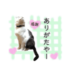 保護猫ハチミツ2 byオハナビーズ（個別スタンプ：19）