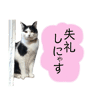 保護猫ハチミツ2 byオハナビーズ（個別スタンプ：21）