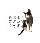 保護猫ハチミツ2 byオハナビーズ（個別スタンプ：22）