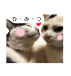 保護猫ハチミツ2 byオハナビーズ（個別スタンプ：24）