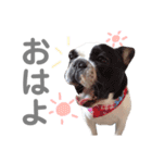 妹尾家わんにゃんず！！（個別スタンプ：1）