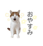 妹尾家わんにゃんず！！（個別スタンプ：2）