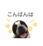 妹尾家わんにゃんず！！（個別スタンプ：3）