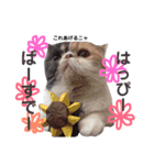 妹尾家わんにゃんず！！（個別スタンプ：13）