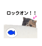 妹尾家わんにゃんず！！（個別スタンプ：16）