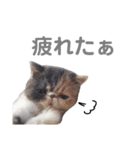 妹尾家わんにゃんず！！（個別スタンプ：18）