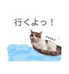 妹尾家わんにゃんず！！（個別スタンプ：29）