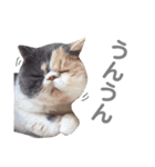 妹尾家わんにゃんず！！（個別スタンプ：34）