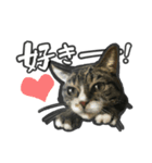 日々是猫日-猫4匹いる日常（個別スタンプ：1）