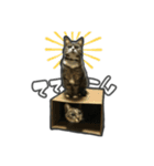 日々是猫日-猫4匹いる日常（個別スタンプ：2）