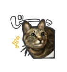 日々是猫日-猫4匹いる日常（個別スタンプ：3）