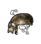 日々是猫日-猫4匹いる日常（個別スタンプ：4）