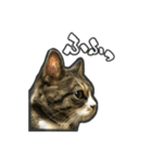日々是猫日-猫4匹いる日常（個別スタンプ：5）