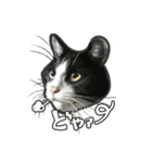 日々是猫日-猫4匹いる日常（個別スタンプ：7）