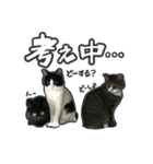 日々是猫日-猫4匹いる日常（個別スタンプ：9）