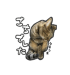 日々是猫日-猫4匹いる日常（個別スタンプ：10）