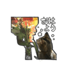日々是猫日-猫4匹いる日常（個別スタンプ：13）