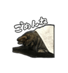 日々是猫日-猫4匹いる日常（個別スタンプ：14）