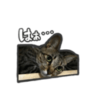 日々是猫日-猫4匹いる日常（個別スタンプ：15）