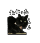 日々是猫日-猫4匹いる日常（個別スタンプ：16）