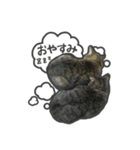 日々是猫日-猫4匹いる日常（個別スタンプ：17）
