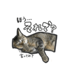 日々是猫日-猫4匹いる日常（個別スタンプ：20）