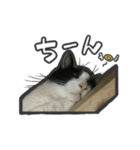 日々是猫日-猫4匹いる日常（個別スタンプ：21）
