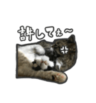 日々是猫日-猫4匹いる日常（個別スタンプ：22）