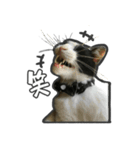 日々是猫日-猫4匹いる日常（個別スタンプ：23）