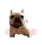 きな子ちゃん家族連絡用スタンプ（個別スタンプ：2）